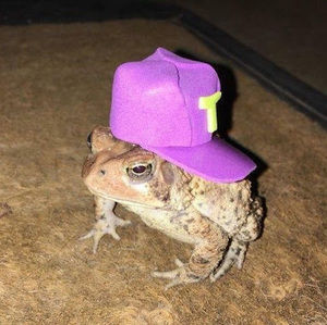 Meet your Posher, Alex